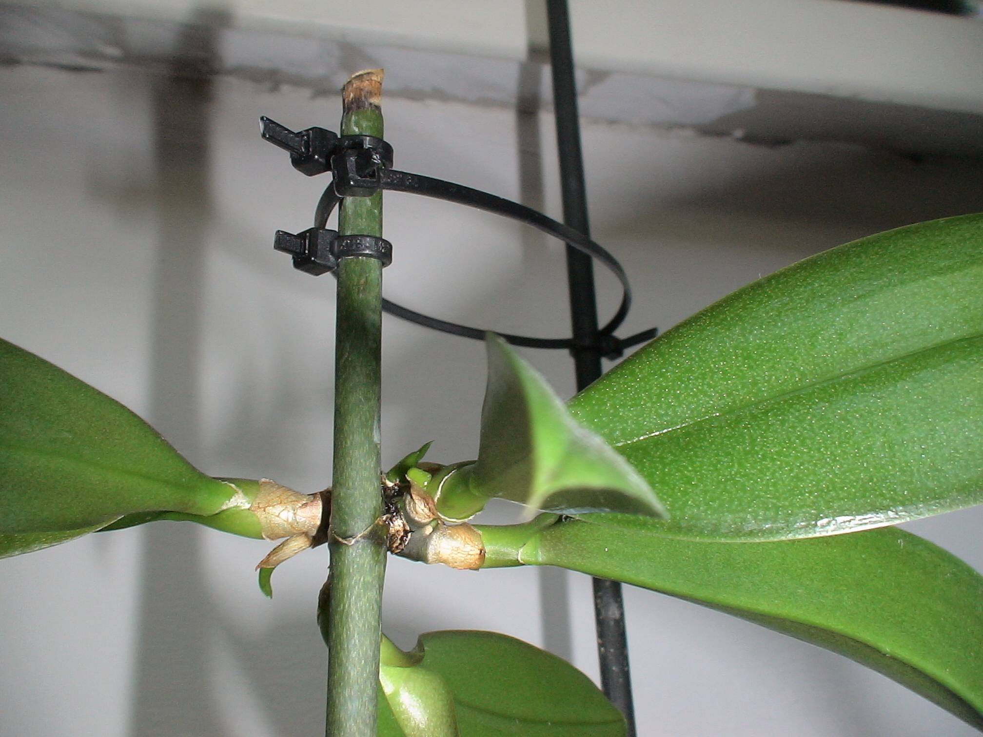Как посадить детку орхидеи в домашних условиях: каким образом правильно отделить отросток, который образовался на цветоносе и переселить его в подходящий горшок? selo.guru — интернет портал о сельском хозяйстве