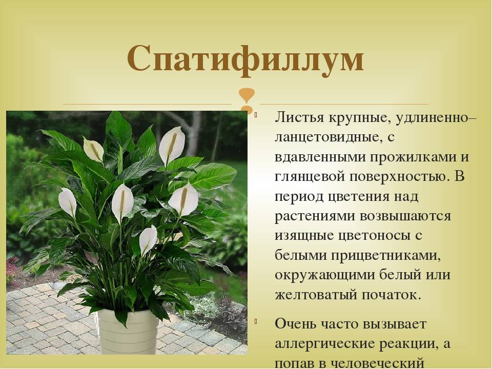 Цветок спатифиллум: пересадка и уход в домашних условиях
