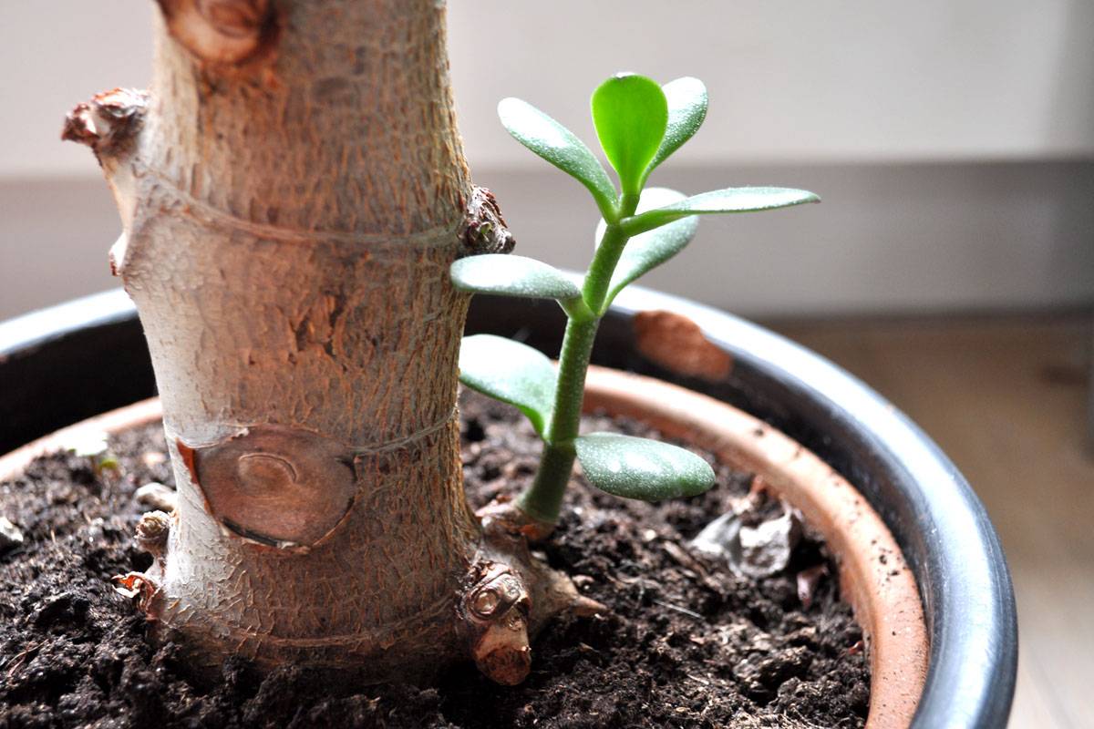 Денежное дерево из листочка: как просто и быстро вырастить в домашних условиях?