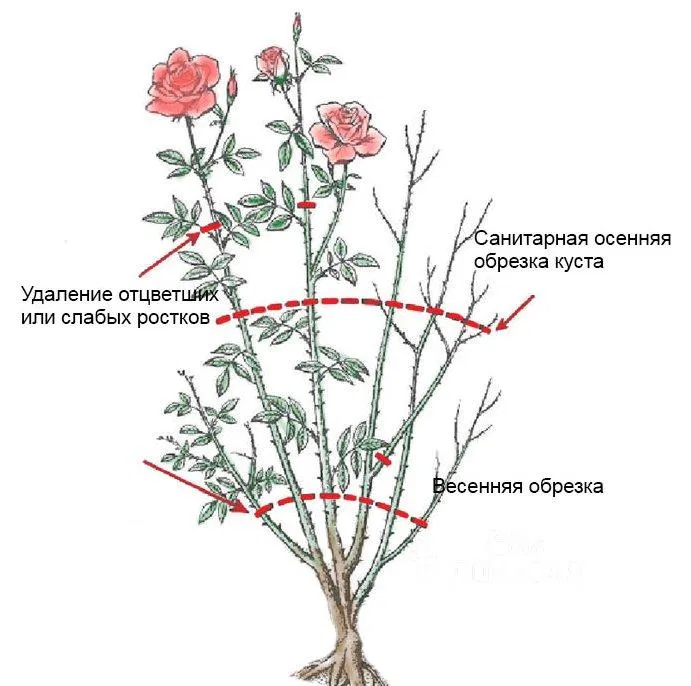 Уход за розами весной на даче после зимы пошагово: подкормка, подрезка, обработка