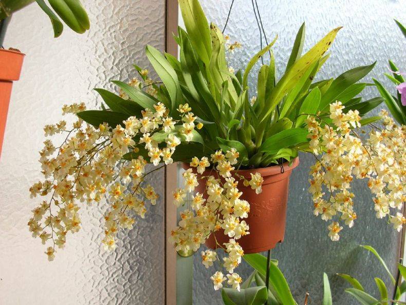 Ароматные комнатные растения - домашние растения