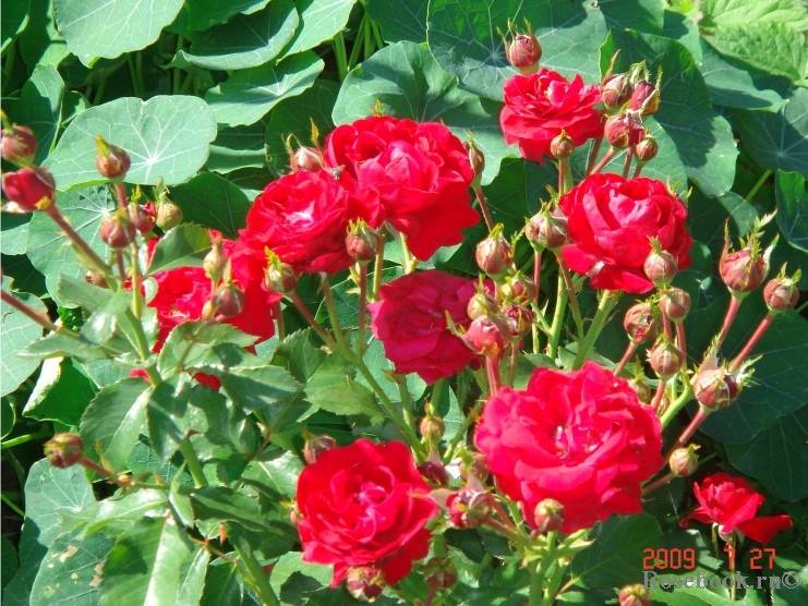 Роза флорибунда нина вейбул (nina weibull): сортовая характеристика, правила посадки и ухода