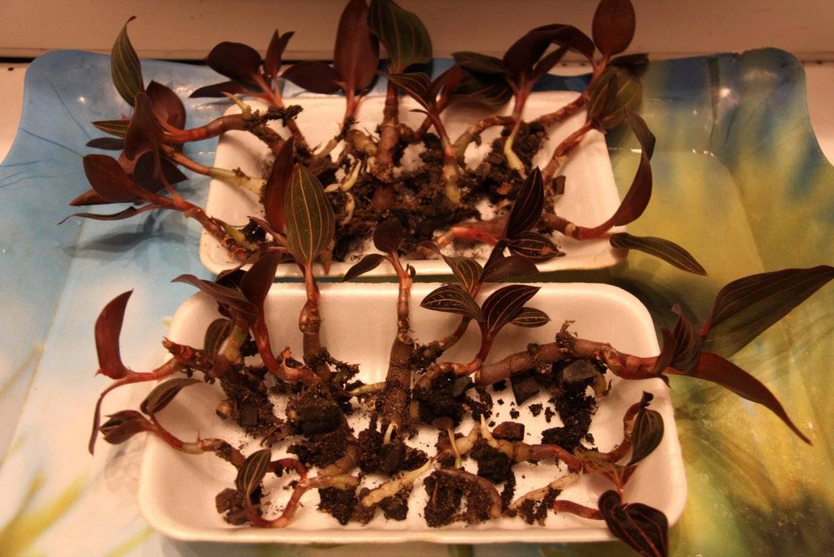 Орхидея лудизия: описание вида, посадка, уход и размножение в домашних условиях, фото