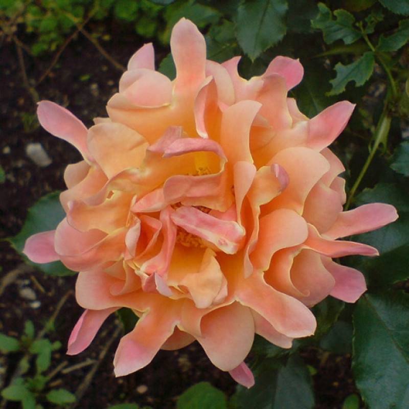 Роза флорибунд: описание, выращивание, уход и посадка