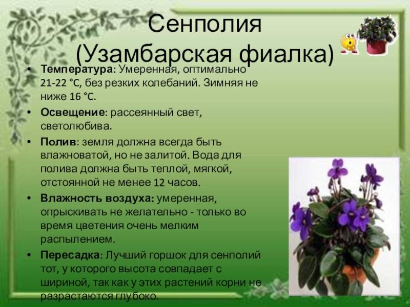 Узамбарская фиалка сенполия: выращивание и уход