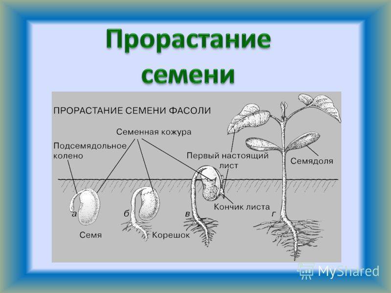 Доклад на тему «условия и этапы прорастания семян» (биология 6 класс)