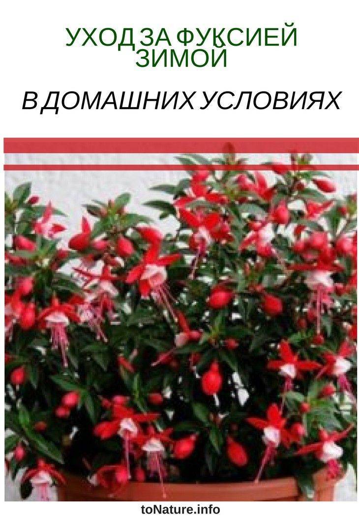 ᐉ комнатная фуксия: выращивание и уход, полив, обрезка, пересадка, подкормка - roza-zanoza.ru