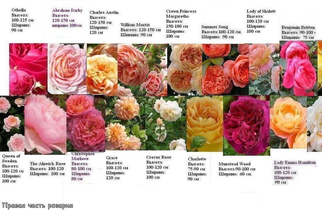 Английские розы: описание сортов - дачная жизнь