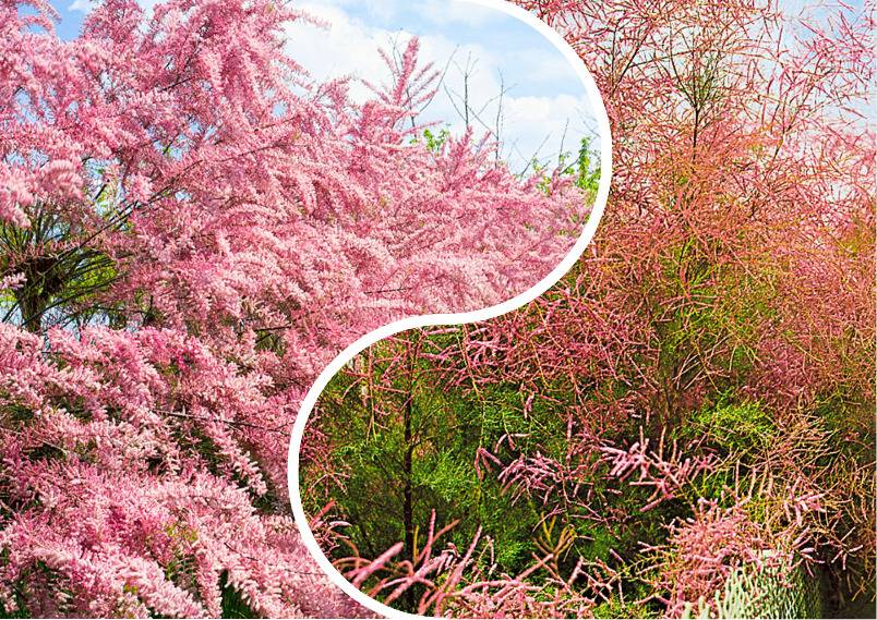 Тамарикс: посадка и уход в открытом грунте, размножение черенками, фото в ландшафтном дизайне, изящный, ветвистый, четырехтычинковый, розовый, рубра