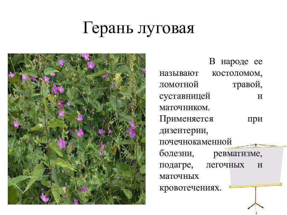 Герань луговая (25 фото): описание герани «фиолетовые пташки», «фокус покус» и других сортов. где они растут и как выглядят их семена