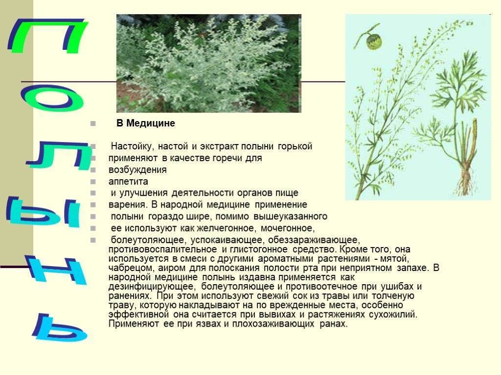 Полынь горькая — artemisia absinthium l.