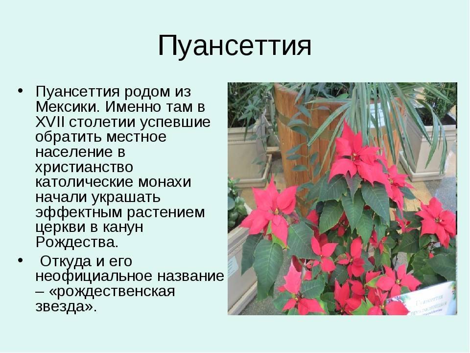 Цветок пуансетия: фото, описание, особенности выращивания в домашних условиях - sadovnikam.ru