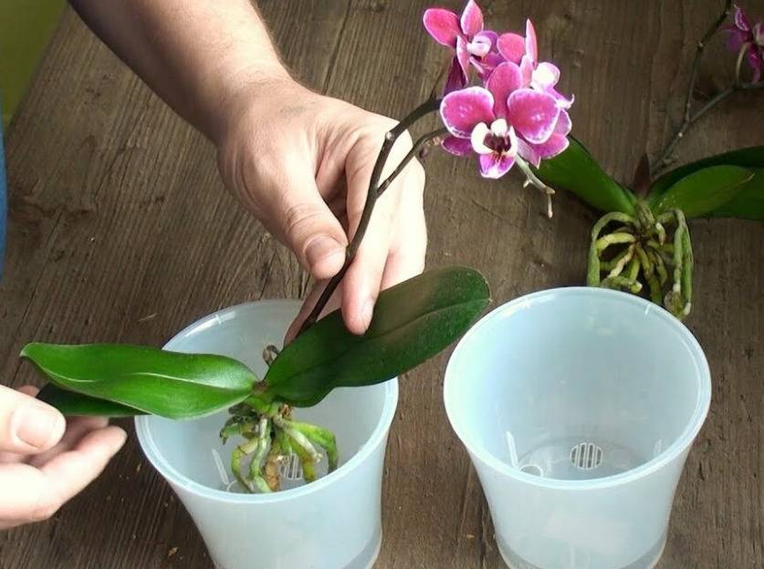 Пересадка цветущей орхидеи. Пересадить орхидею. Орхидея фаленопсис в горшке.