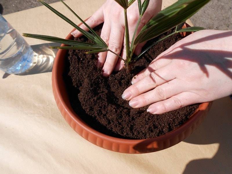 Хамедорея: уход в домашних условиях, правила размножения и пересадки пальмы и как быстро растет комнатный цветок, как ухаживать в жару?