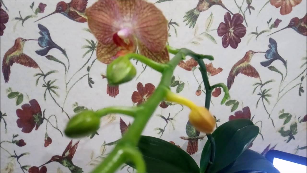 Почему у орхидеи опадают бутоны: причины и решение