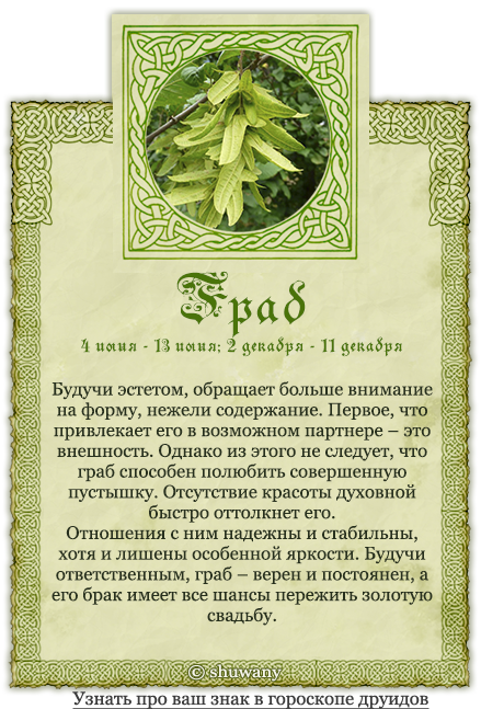 Гороскоп друидов: дата рождения, имя, дерево