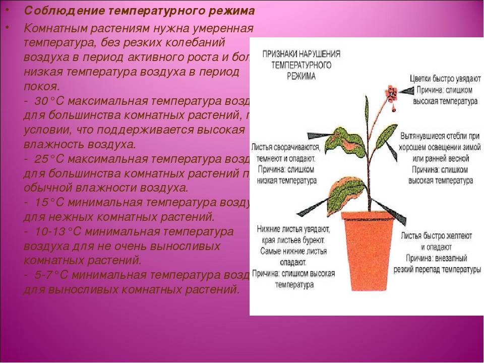 Температура для комнатных растений: оптимальные, максимальные и минимальные значения, хранение цветов | клуб цветоводов