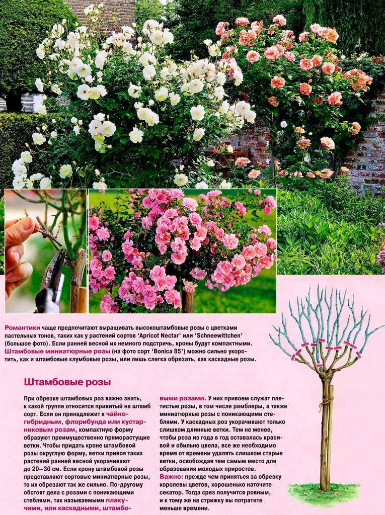 Плетистая роза сантана: описание сорта, фото в саду, отзывы