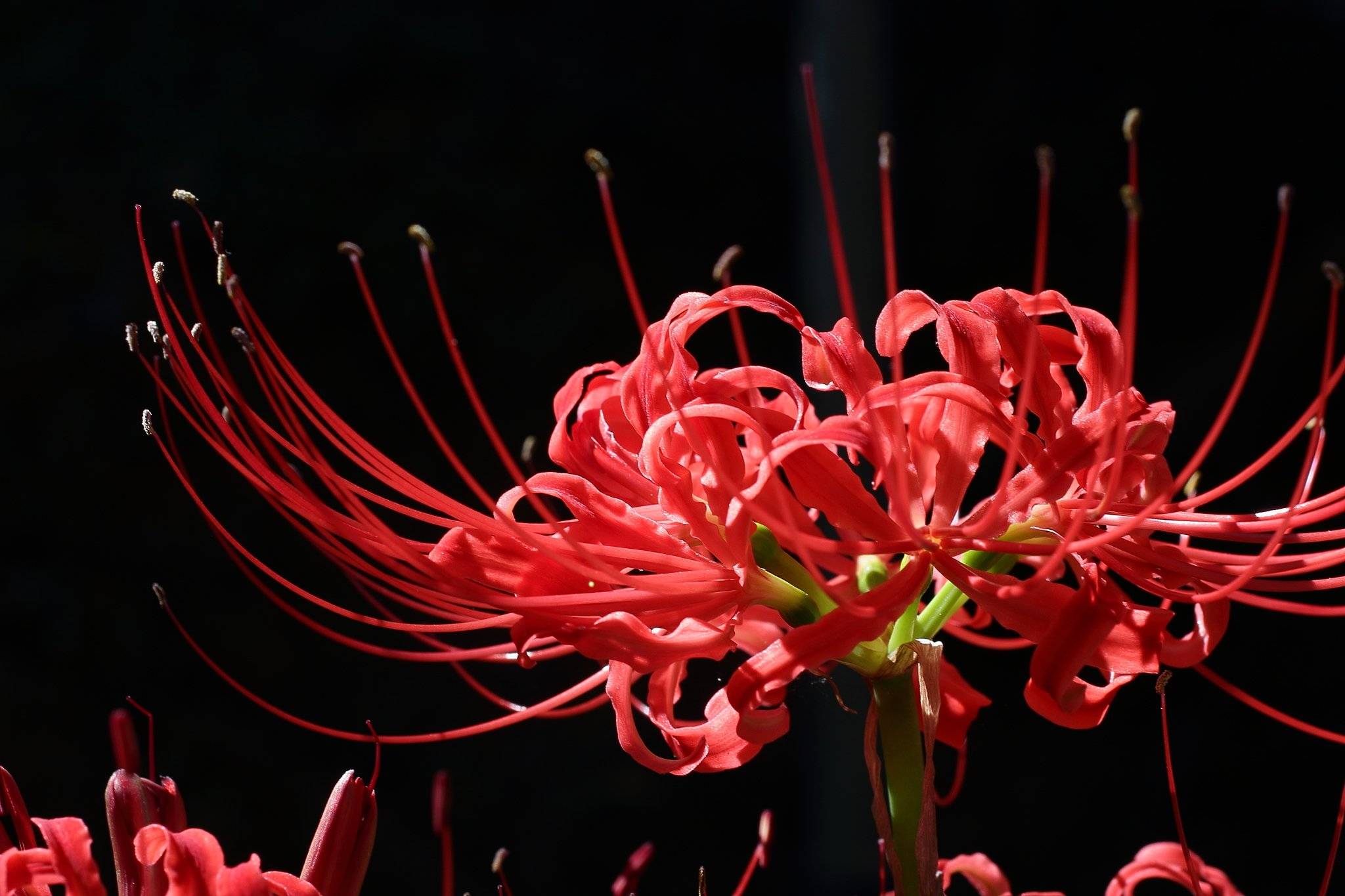 Ликорис (37 фото): посадка и уход за паучьей лилией. ликорис лучистый и чешуйчатый, другие виды. как сохранить цветок зимой?