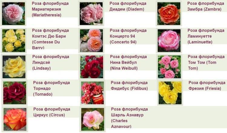 Плетистая роза флорентина, фото и описание_ | speakingflower.ru