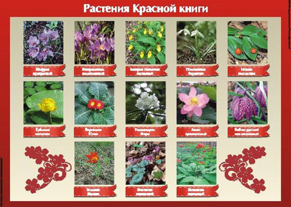 Растения на букву - м | энциклопедия комнатных и садовых цветов