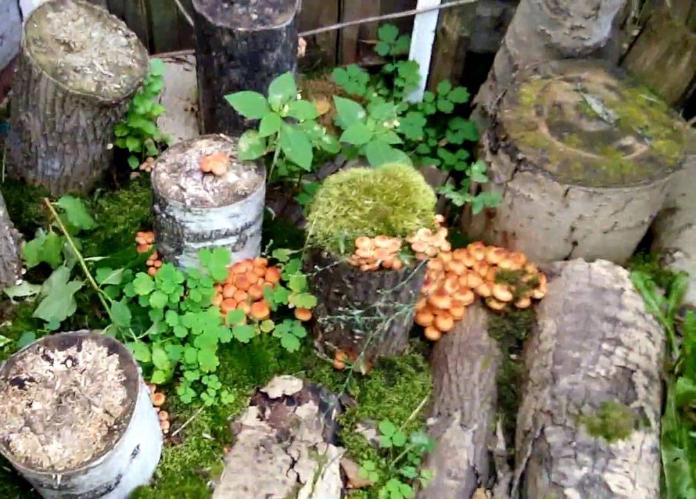 Выращивание грибов на даче и в огороде: способы, подготовка, выращивание и сбор урожая