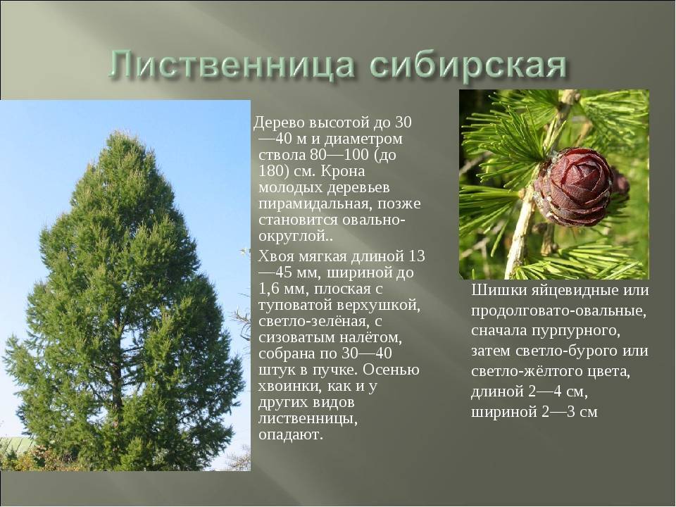 Лиственница - хвойное дерево: описание, свойства и посадка