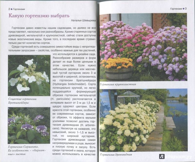 Гортензии виды и сорта для российских садов