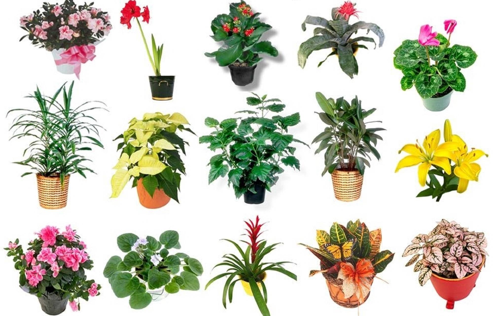 Популярные виды декоративно-лиственных комнатных растений