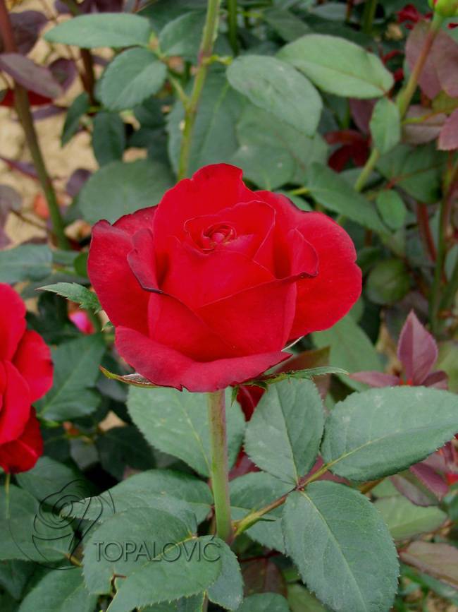 Роза «гранд гала» — правила посадки, обрезки и выращивания цветка, фото