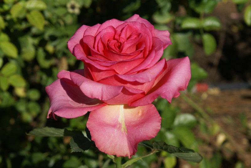 Роза пинк мондиаль: фото и описание сорта, история возникновения, цветение и использование в ландшафтном дизайне, уход и размножение, болезни и вредителидача эксперт