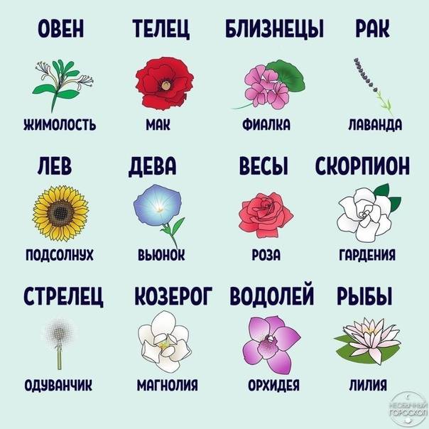 Тест «какой ты цветок»: покажет твои скрытые черты
