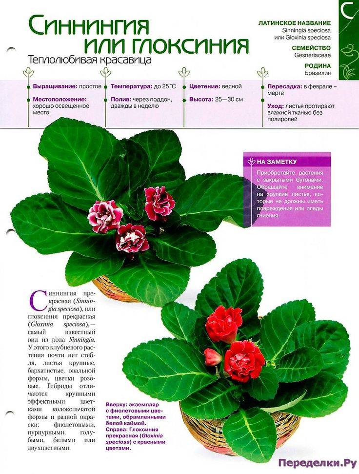 Глоксиния (синнингия): уход во время и после цветения, фото и размножение листом пошагово с фото