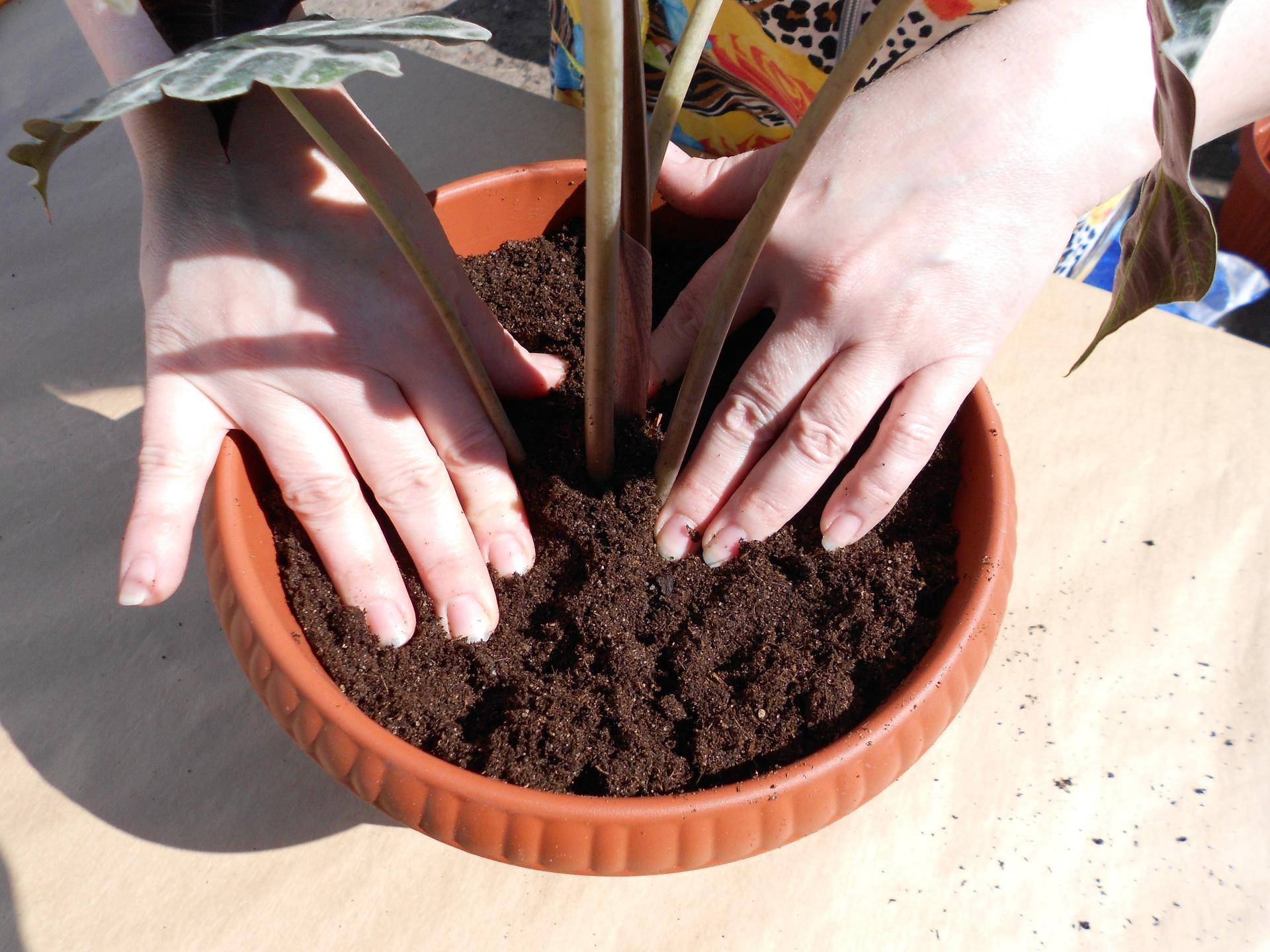Цветок пентас: фото описание выращивание и уход в домашних условиях