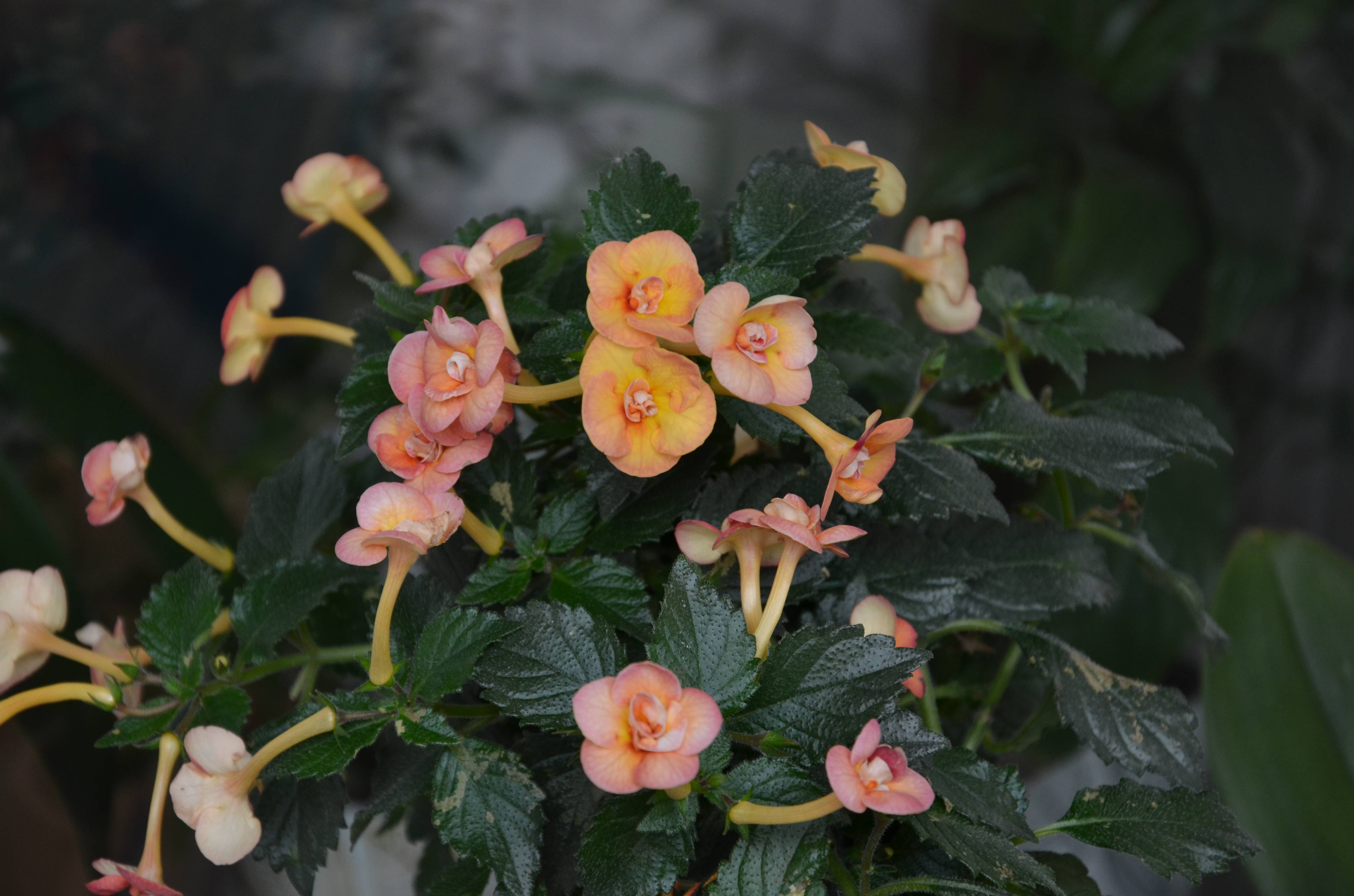 Ахименес — пышное цветение при минимальном уходе