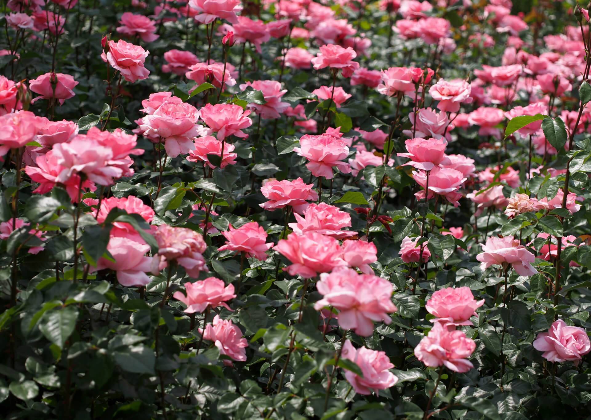 Роза квин элизабет: фото, описание, условия выращивания