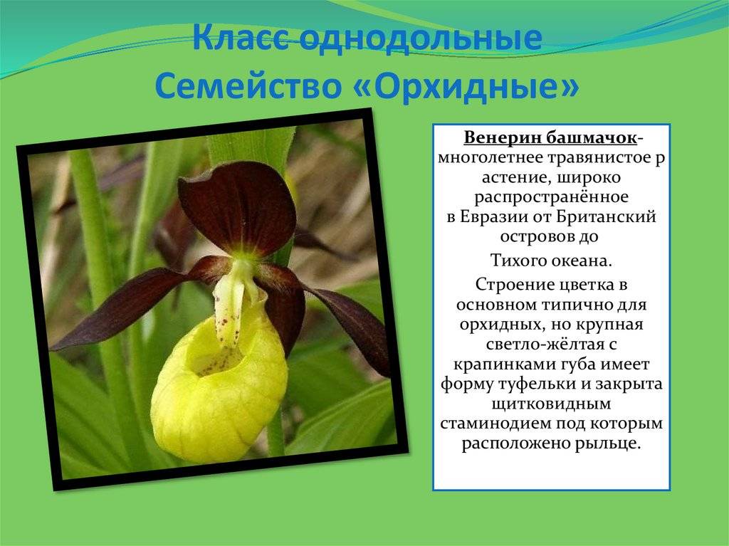 Орхидея: размножение и уход за комнатным цветком в домашних условиях, как выглядит растение в горшке, а также проблемы при выращивании