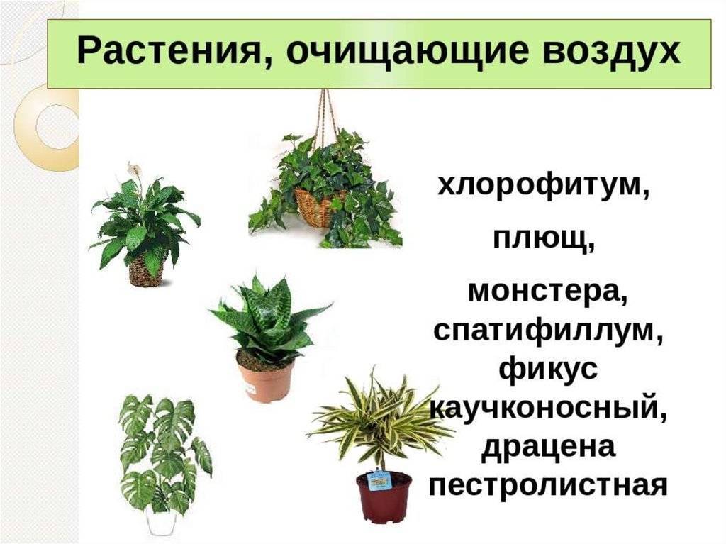 Комнатные растения очищающие воздух в нашем доме » notagram.ru