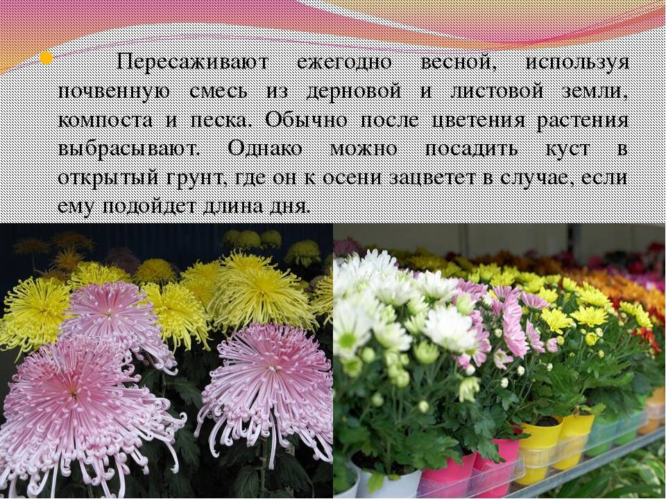 Уход за хризантемой комнатной в горшке в домашних условиях: почему не цветет