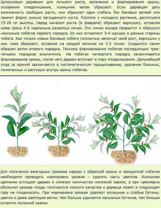 Кодиеум – особенности ухода за комнатным растением: пересадка и правила размножения кротона