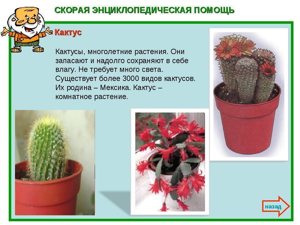 Выращиваем кактусы