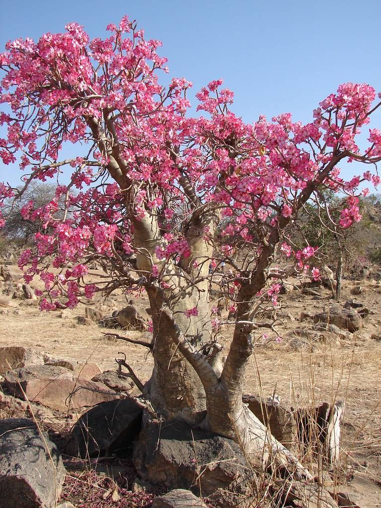 Роза пустыни: особенности посадки, выращивания, ухода и основные виды размножения