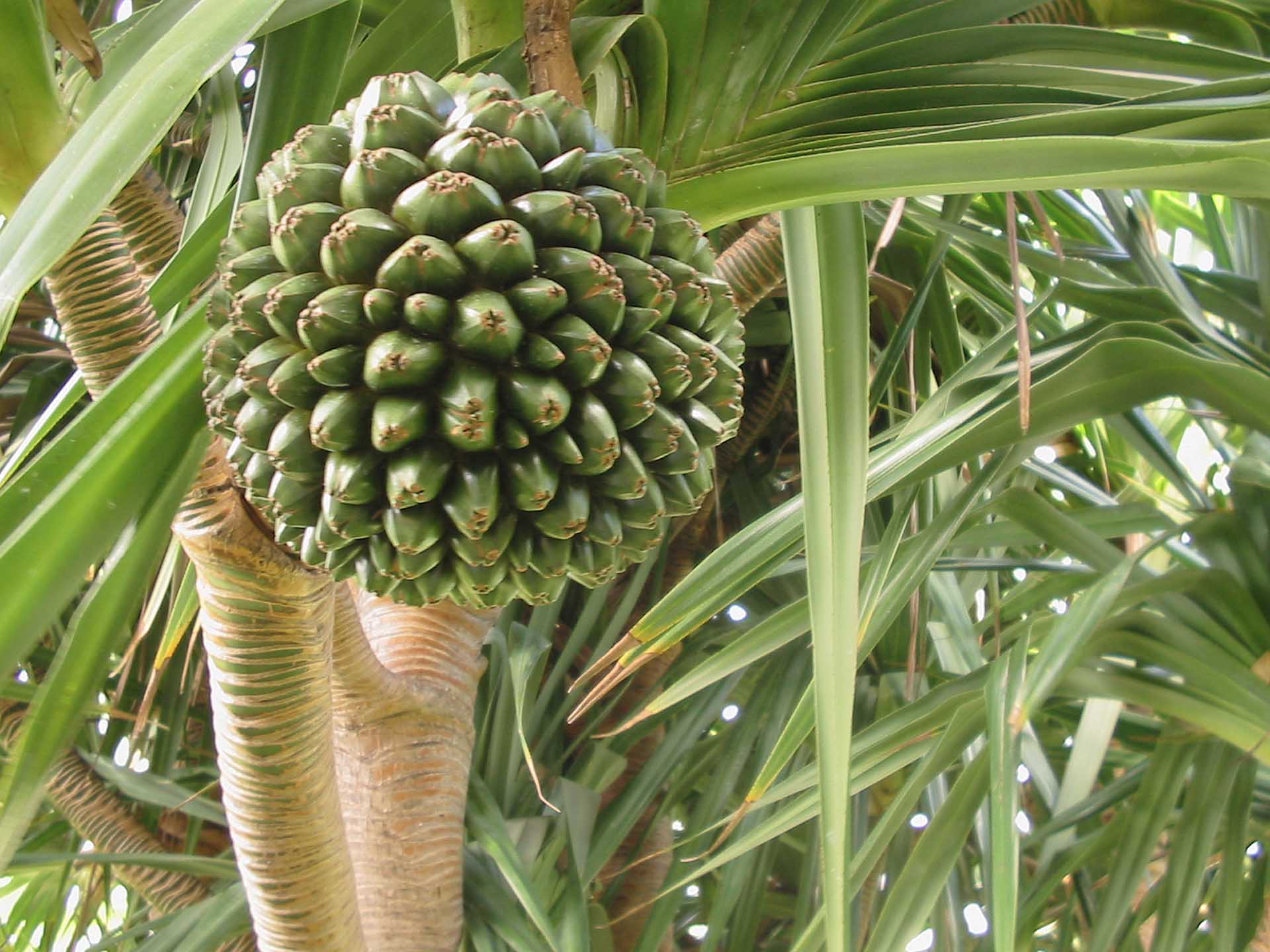 Винтовая пальма панданус: можно ли держать дома, как ухаживать, свойства и сорта