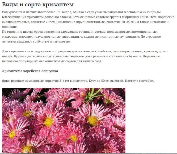 Хризантемы (90 фото) - виды, правильный уход и выращивание