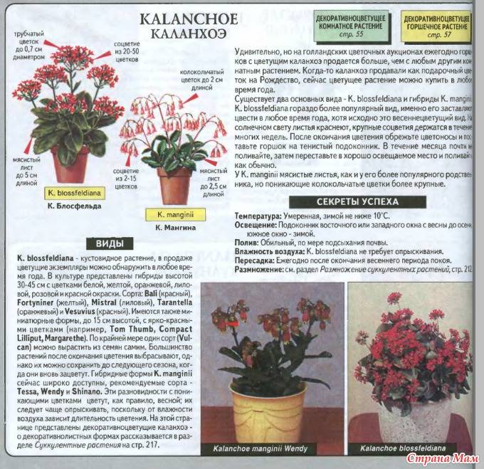 Каланхоэ - уход в домашних условиях, цветение, размножение и пересадка, видео