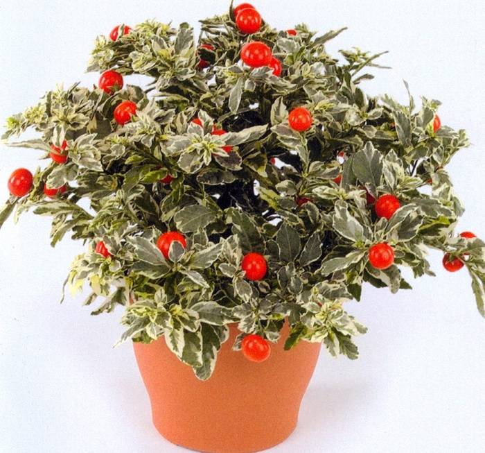 Как называется домашнее растение с красными цветами?