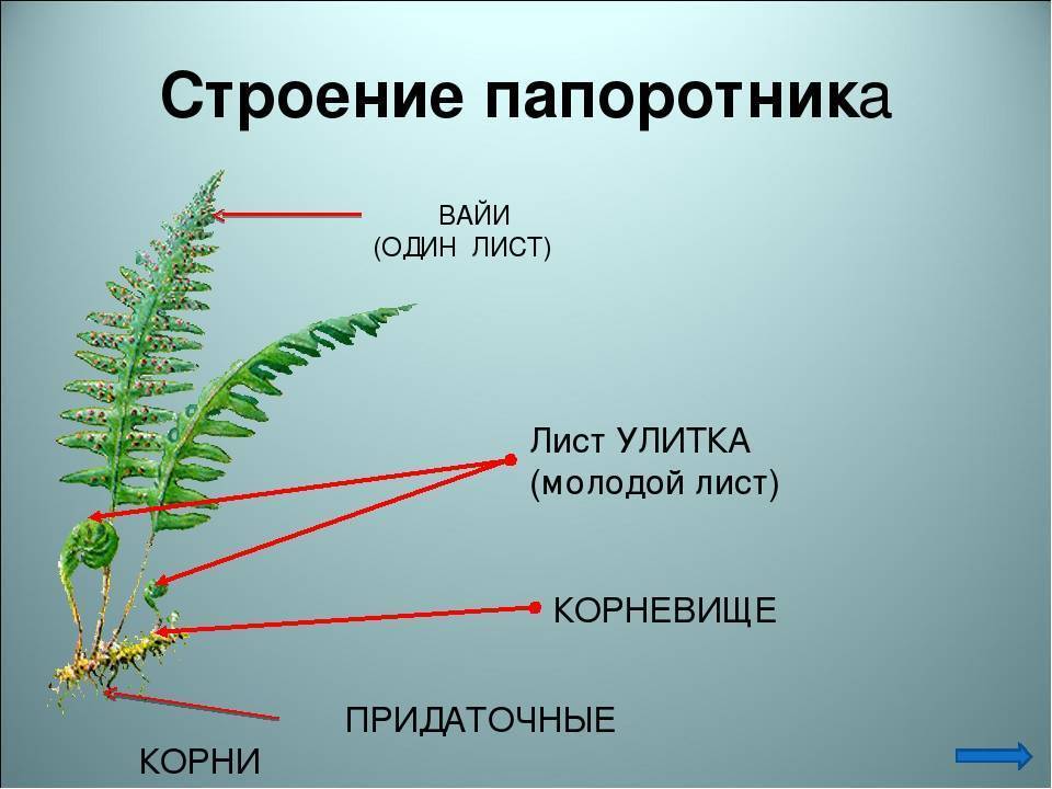 Виды папоротников: описание каждого вида, особенности, выращивание и уход - sadovnikam.ru
