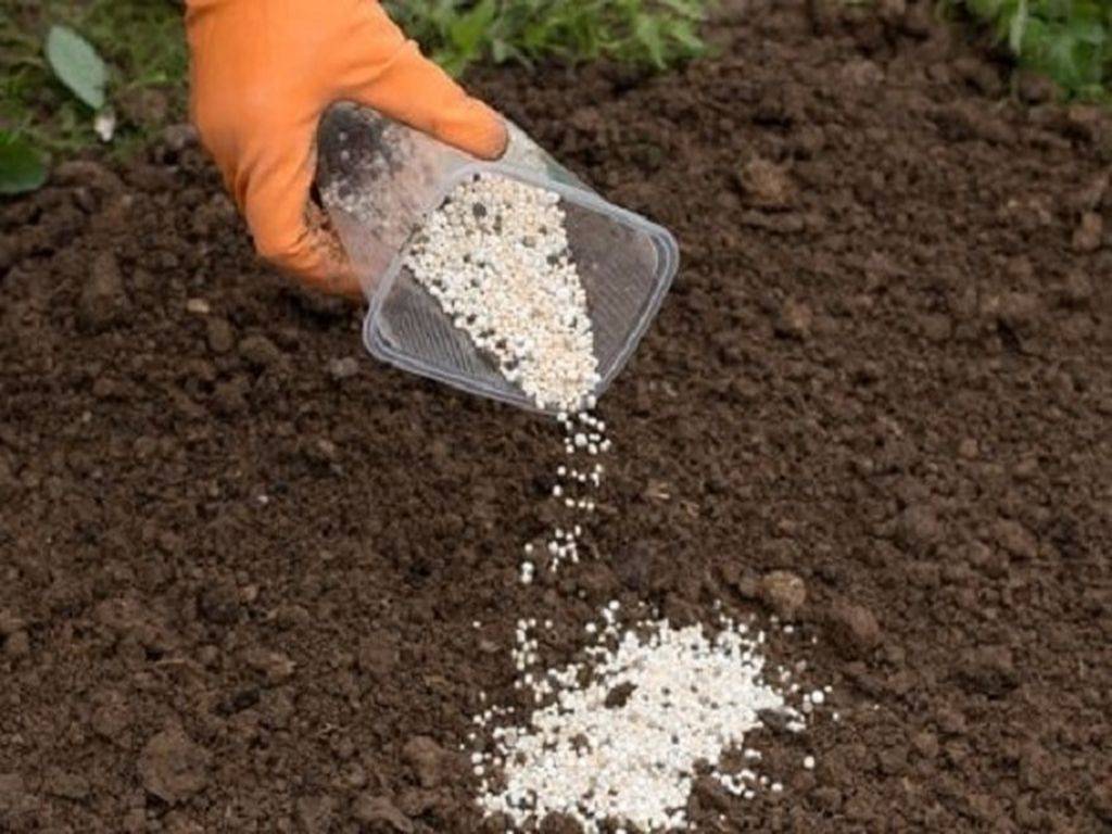 Посадка барбариса: как правильно посадить кустарник на даче весной, летом или осенью, подготовка почвы и дальнейшие действия