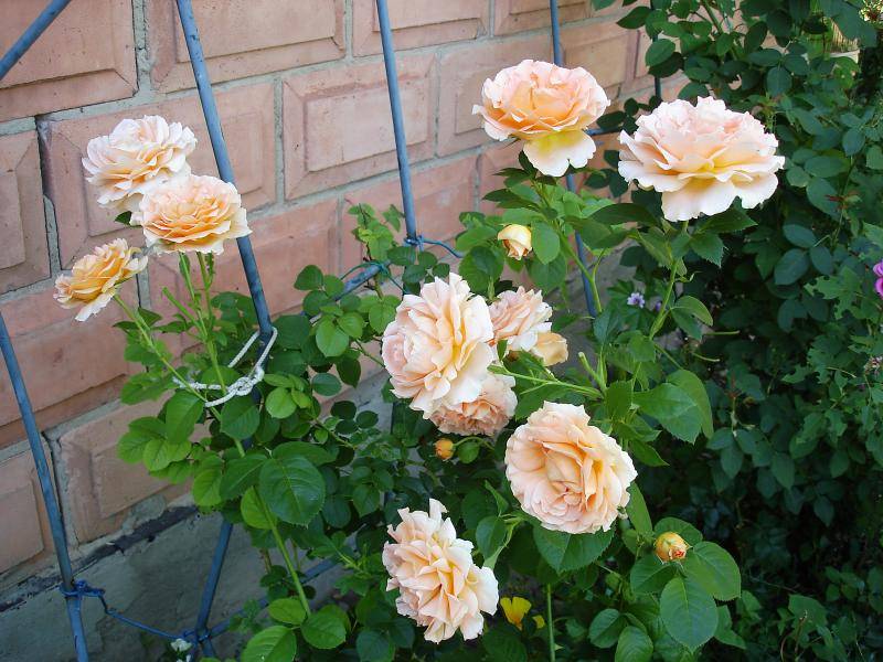 Плетистая роза полька, фото и описание