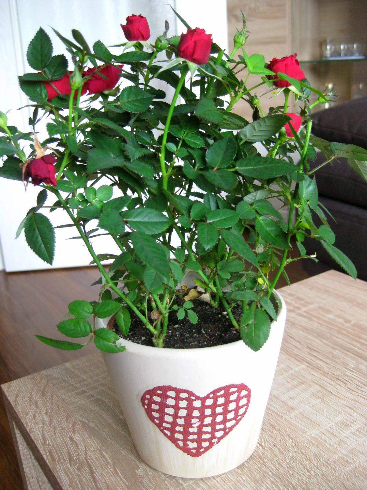 Комнатная роза: топ 4 сорта, их выращивание и уход в домашних условиях